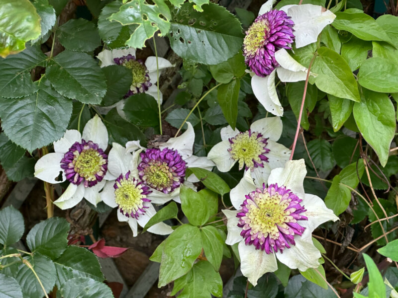 Clematis florida 'Sieboldii' (= 'Bicolor') au printemps dans le parc de Bagatelle, Paris 16e (75)