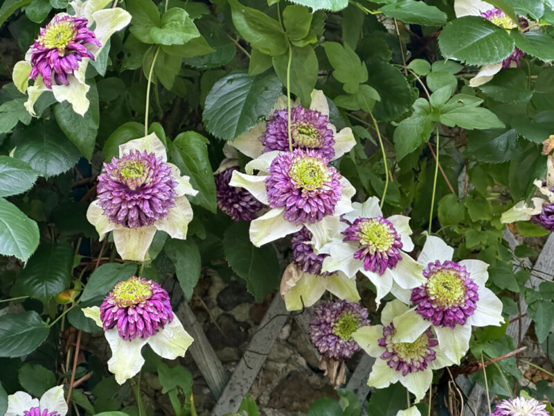 Clematis florida 'Sieboldii' (= 'Bicolor') au printemps dans le parc de Bagatelle, Paris 16e (75)