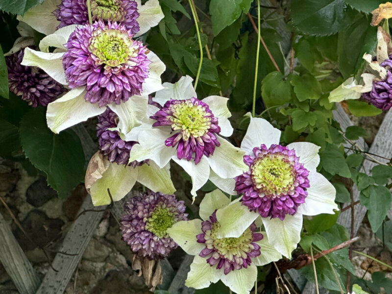 Clematis florida 'Sieboldii' (= 'Bicolor') au printemps dans le parc de Bagatelle, Paris 16e (75)