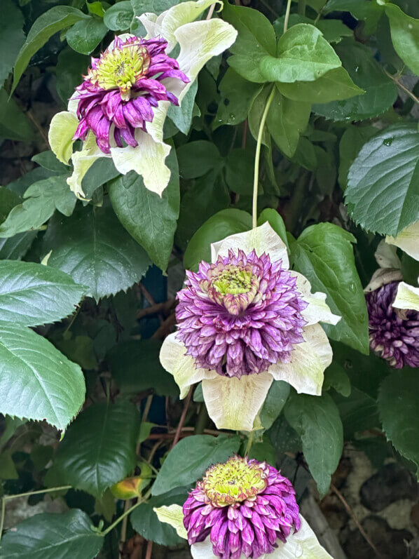 Clematis florida 'Sieboldii' (= 'Bicolor') au printemps dans le parc de Bagatelle, Paris 16e (75)