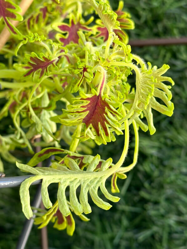 Solenostemon (Coleus) 'Skeletal' au début de l'été sur mon balcon parisien, Paris 19e (75)