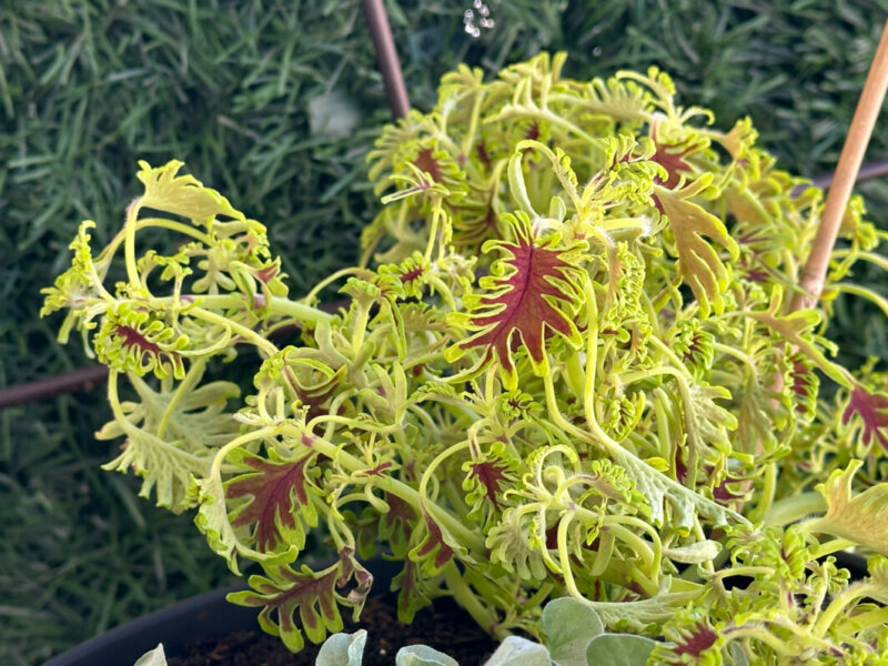 Solenostemon (Coleus) 'Skeletal' au début de l'été sur mon balcon parisien, Paris 19e (75)