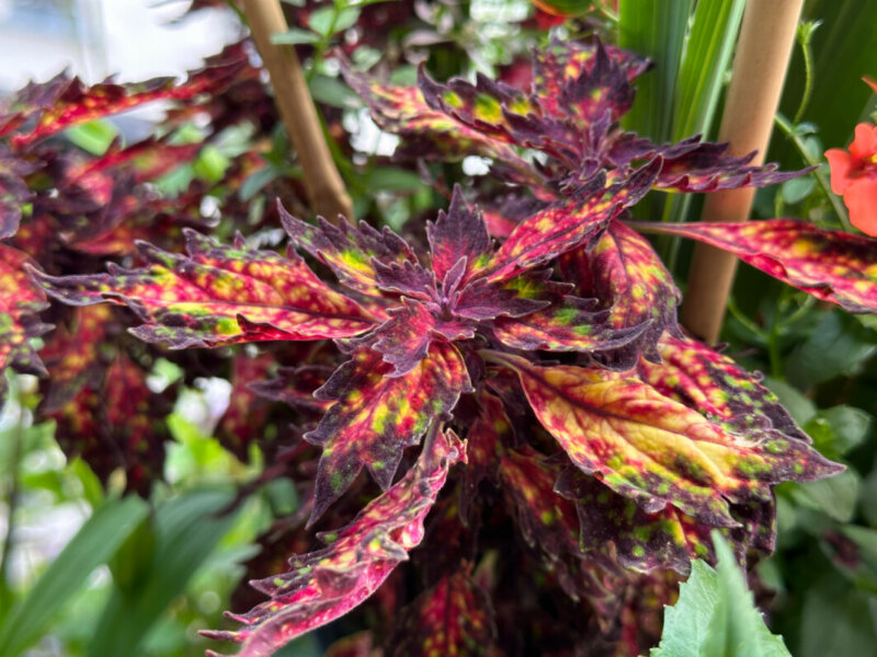 Coleus (Sonenostemon) en été sur mon balcon, Paris 19e (75)