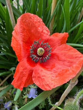 Coquelicot, Papaver rhoeas, en été sur mon balcon, Paris 19e (75)