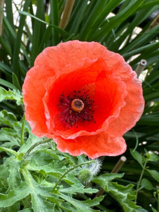 Coquelicot, Papaver rhoeas, Papavéracées, en été sur mon balcon, Paris 19e (75)