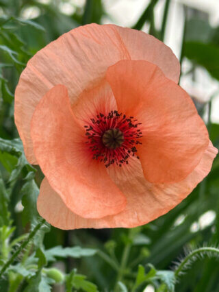 Coquelicot, Papaver rhoeas, Papavéracées, en été sur mon balcon, Paris 19e (75)