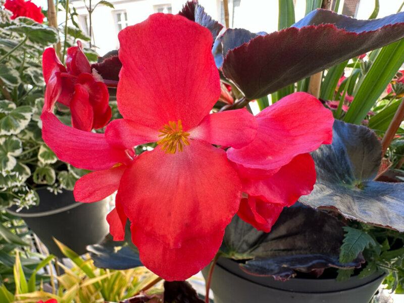 Grande fleur de bégonia semperflorens hybride au début de l'été sur mon balcon parisien, Paris 19e (75)