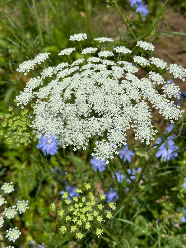 Chicorée, Apiacée, fleurs sauvages au début de l'été dans le Jardin Truillot, Paris 11e (75)