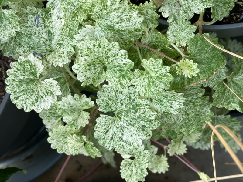 Glechoma hederacea 'Dappled Light' en été sur mon balcon, Paris 19e (75)