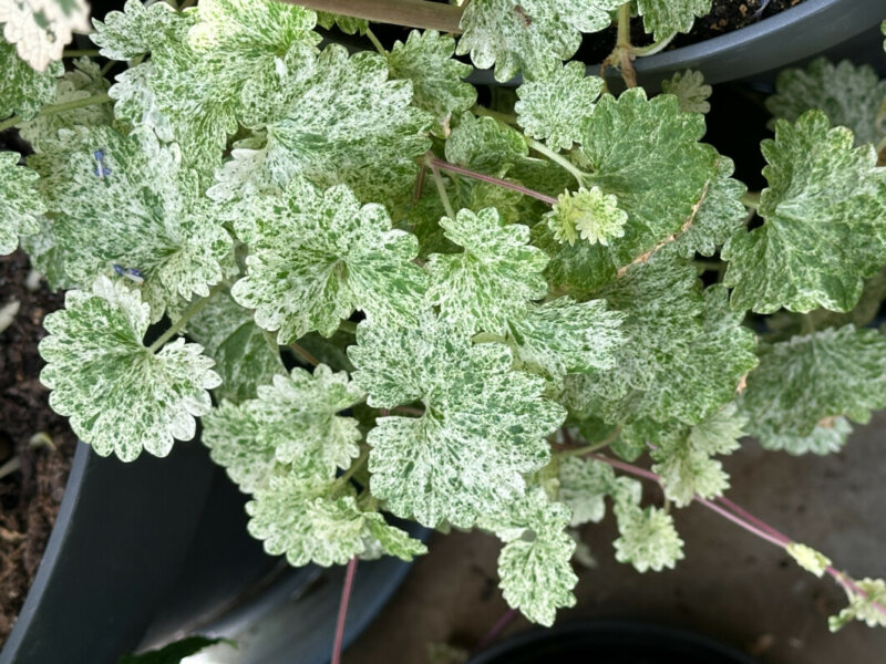 Glechoma hederacea 'Dappled Light' en été sur mon balcon, Paris 19e (75)