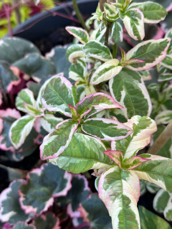 Hydrangea serrata Euphoria Pink au début de l'été sur mon balcon parisien, Paris 19e (75)