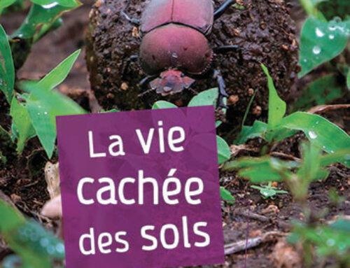 La vie cachée des sols