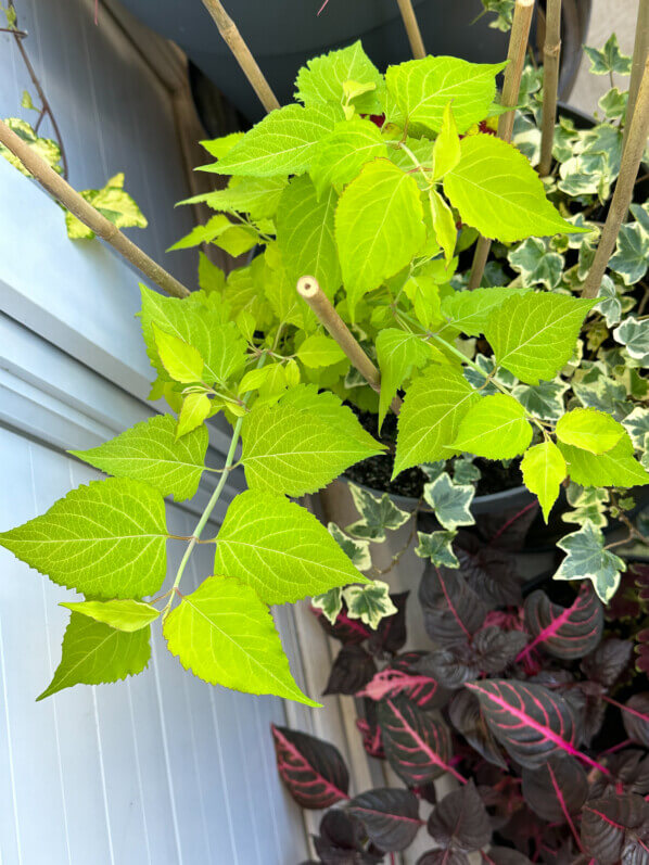 Leycesteria formosa 'Jealousy’ au début de l'été sur mon balcon parisien, Paris 19e (75)