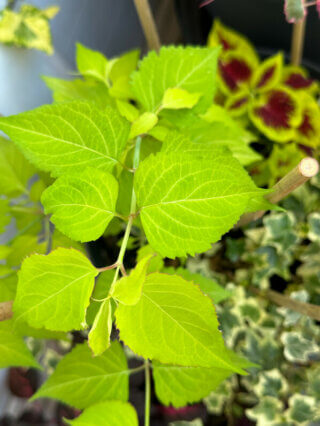 Leycesteria formosa 'Jealousy’ au début de l'été sur mon balcon parisien, Paris 19e (75)