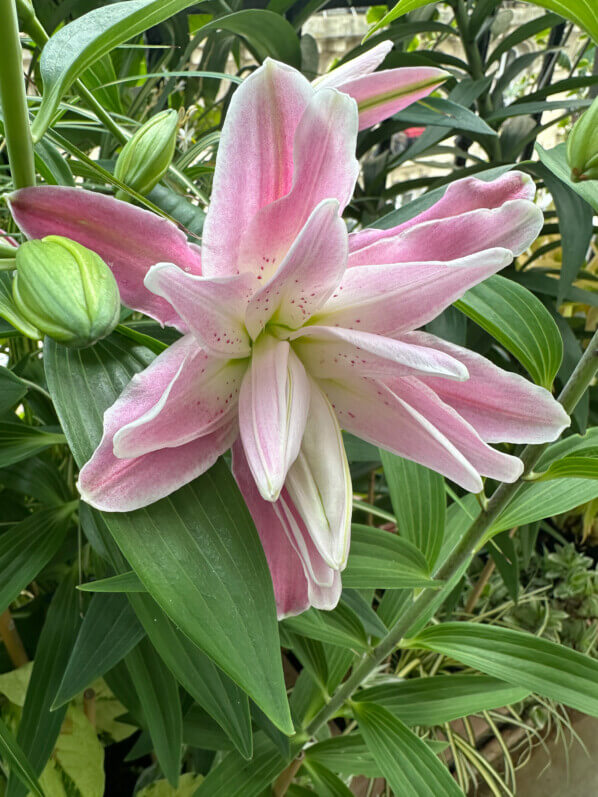 Lis oriental Lotus en été sur mon balcon, Paris 19e (75)