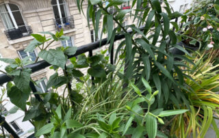 Lis 'Mister Cas' au printemps sur mon balcon parisien, Paris 19e (75)