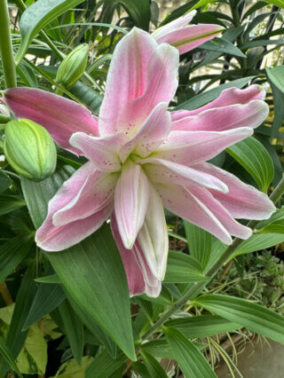 Lis oriental Lotus en été sur mon balcon, Paris 19e (75)