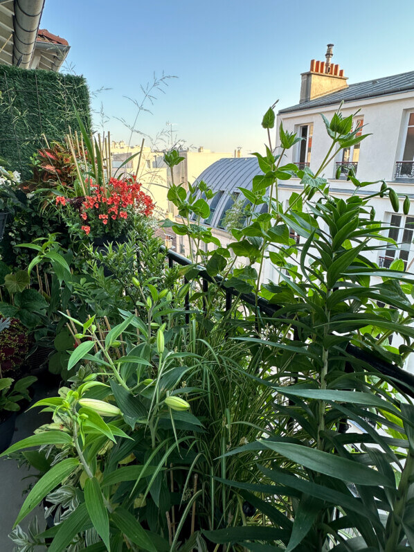 Mirabilis longiflora et Lilium 'Mister Cas' en été sur mon balcon, Paris 19e (75)