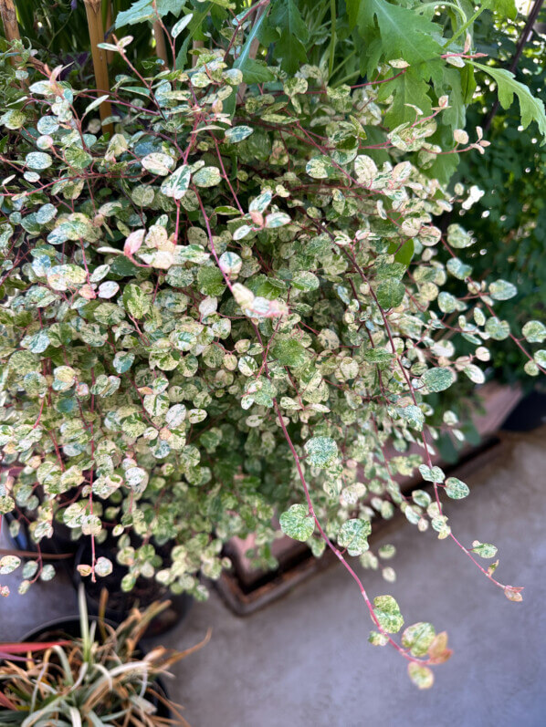 Muehlenbeckia complexa 'Tricolor' au début de l'été sur mon balcon parisien, Paris 19e (75)