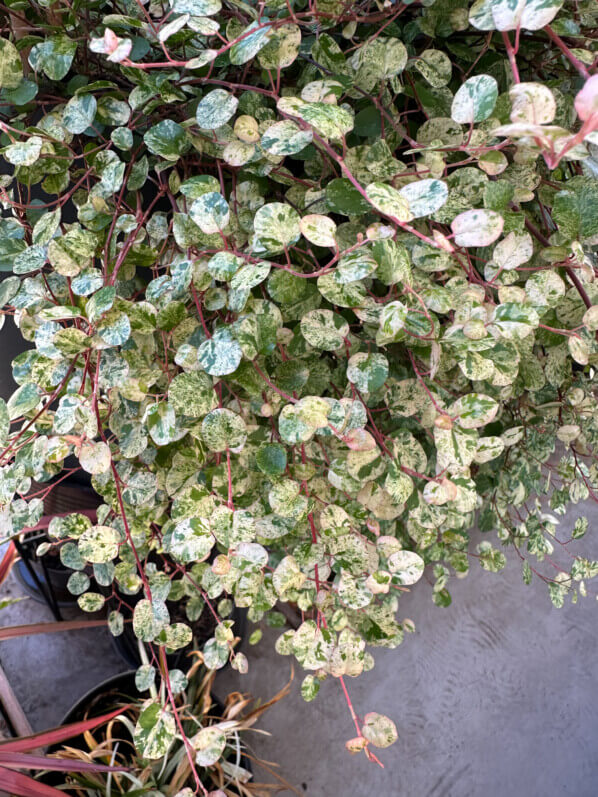 Muehlenbeckia complexa 'Tricolor' au début de l'été sur mon balcon parisien, Paris 19e (75)