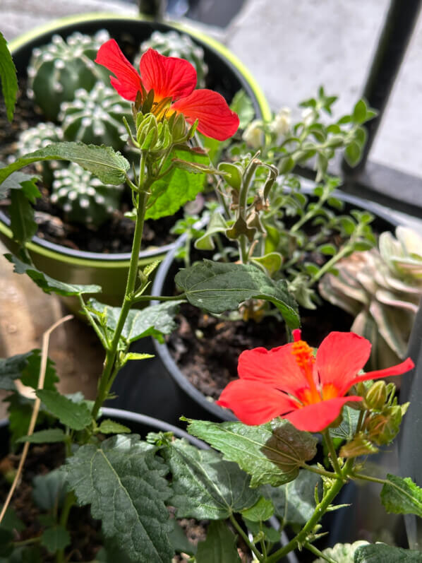 Pavonia 'Flamboyant' en été sur mon balcon, Paris 19e (75)