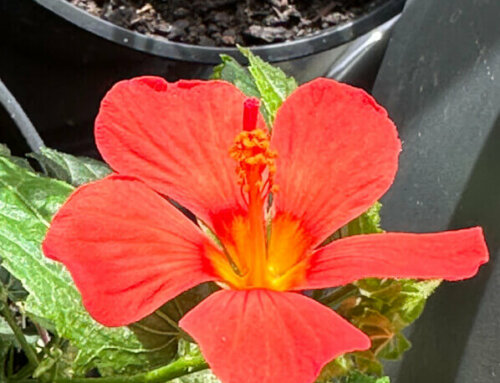 Premières fleurs du Pavonia ‘Flamboyant’