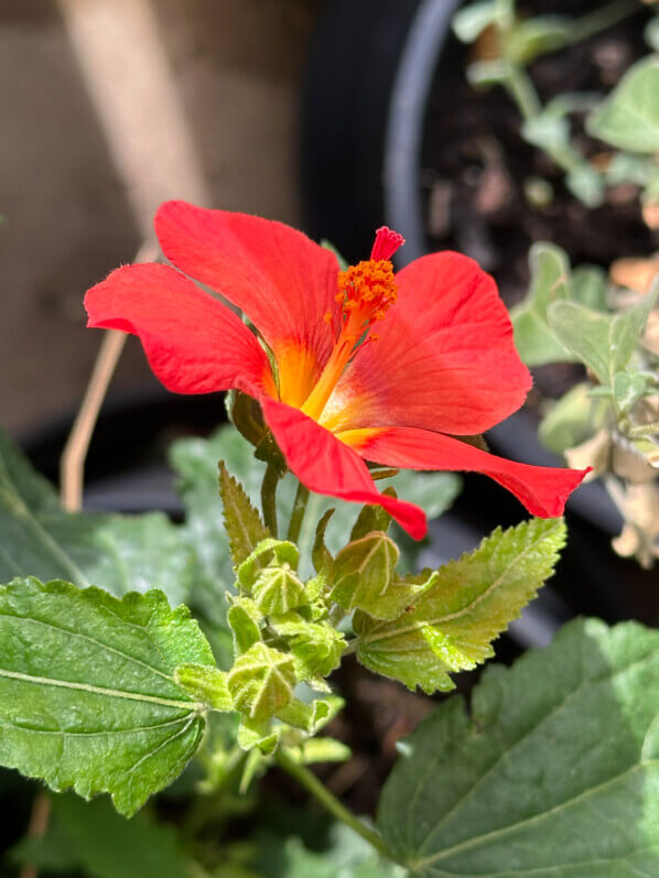 Pavonia 'Flamboyant' en été sur mon balcon, Paris 19e (75)