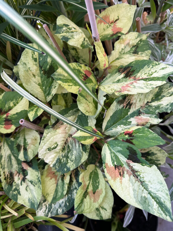 Persicaria virginiana 'Painter's Palette' au printemps sur mon balcon parisien, Paris 19e (75)