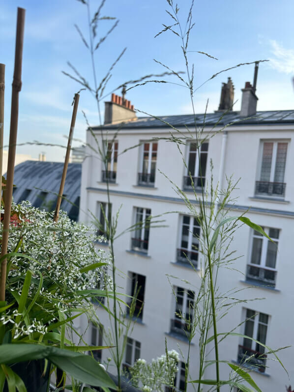 Phaenosperma globosa au printemps sur mon balcon parisien, Paris 19e (75)