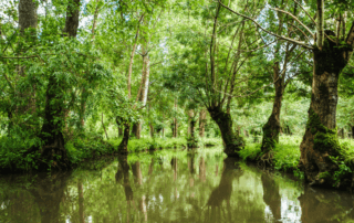 Projet de restauration des arbres têtards du Marais Poitevin © Fondation du patrimoine - MyPhotoAgency - Erwan Chapuis