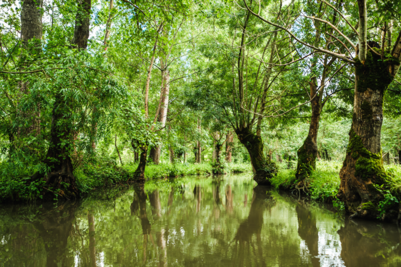 Projet de restauration des arbres têtards du Marais Poitevin © Fondation du patrimoine - MyPhotoAgency - Erwan Chapuis