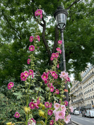 Rose trémière, avenue de Flandre, Paris 19e (75)
