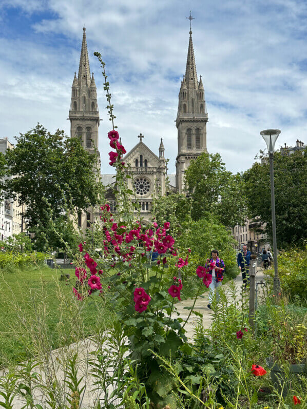 Rose trémière au début de l'été dans le Jardin Truillot, Paris 11e (75)