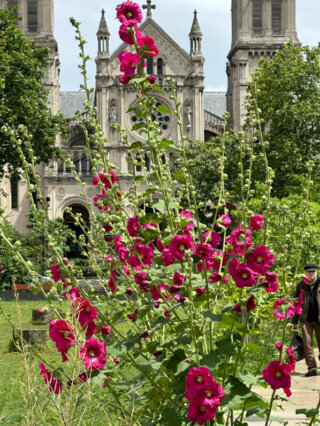 Rose trémière au début de l'été dans le Jardin Truillot, Paris 11e (75)