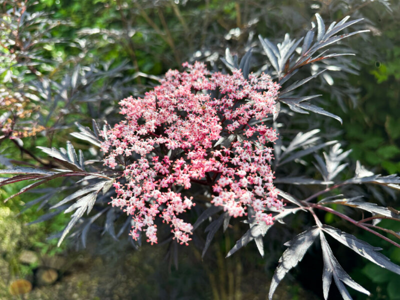 Sureau, Sambucus nigra 'Black Lace', arbuste, fleur, Festival international des jardins, Domaine de Chaumont-sur-Loire, Chaumont-sur-Loire (41)