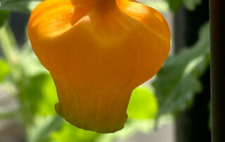 Sandersonia aurantiaca au printemps sur mon balcon parisien, Paris 19e (75)