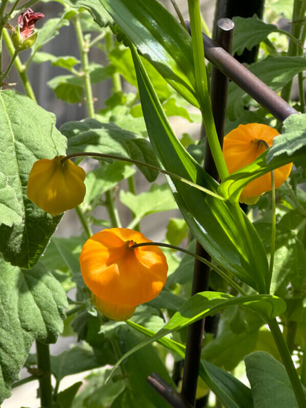 Sandersonia aurantiaca au printemps sur mon balcon parisien, Paris 19e (75)