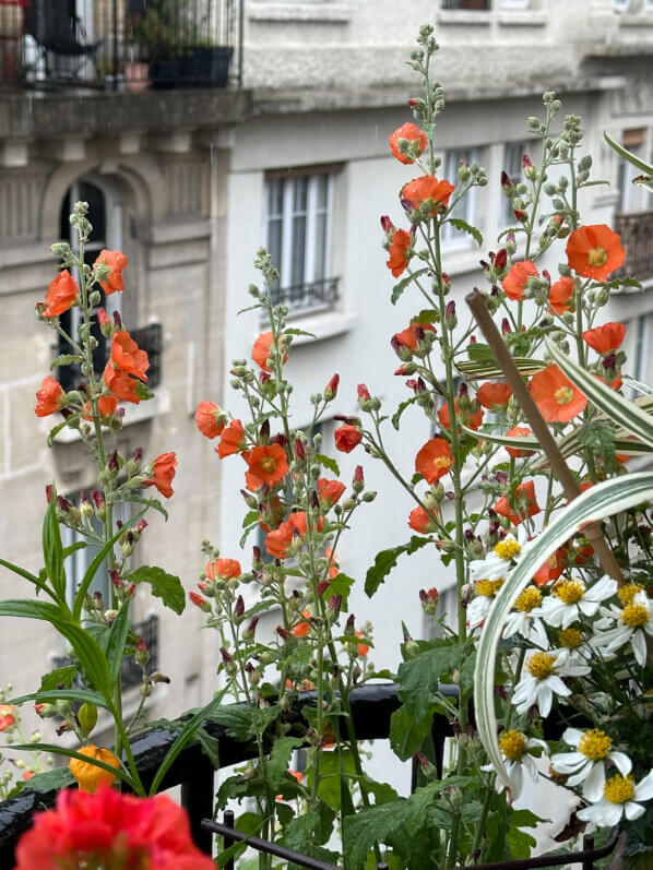 Sphaeralcea ambigua, Malvacées, en été sur mon balcon, Paris 19e (75)