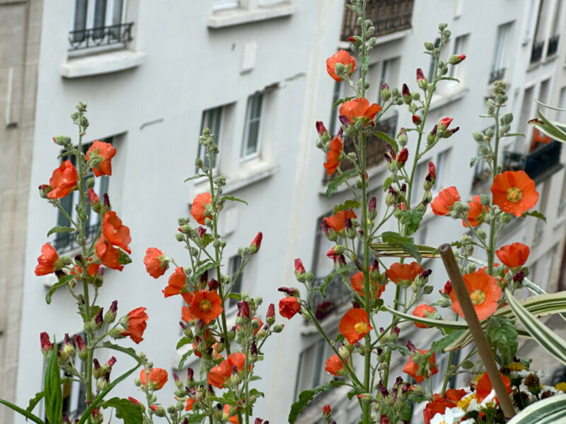 Sphaeralcea ambigua, Malvacées, en été sur mon balcon, Paris 19e (75)