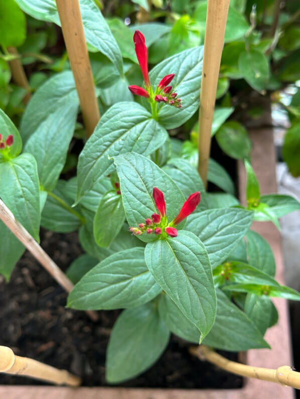 Spigelia marilandica au printemps sur mon balcon parisien, Paris 19e (75)