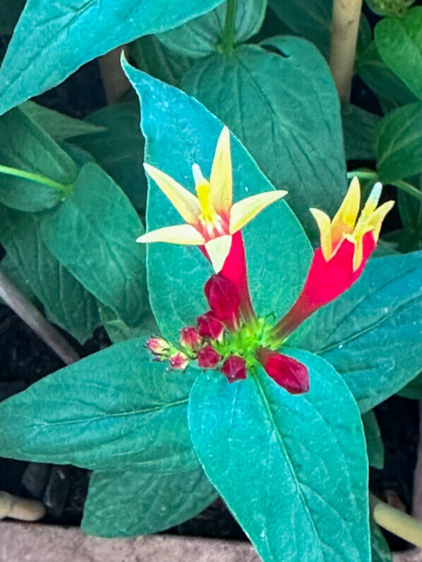 Spigelia marilandica au printemps sur mon balcon parisien, Paris 19e (75)