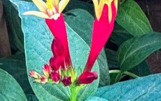 Spigelia marilandica au printemps sur mon balcon parisien, Paris 19e (75)