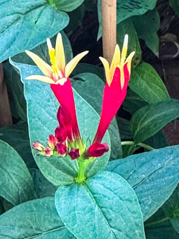 Spigelia marilandica au printemps sur mon balcon parisien, Paris 19e (75)