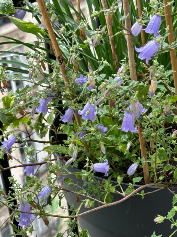 Symphyandra (= Campanula) zanzegura au printemps sur mon balcon parisien, Paris 19e (75)