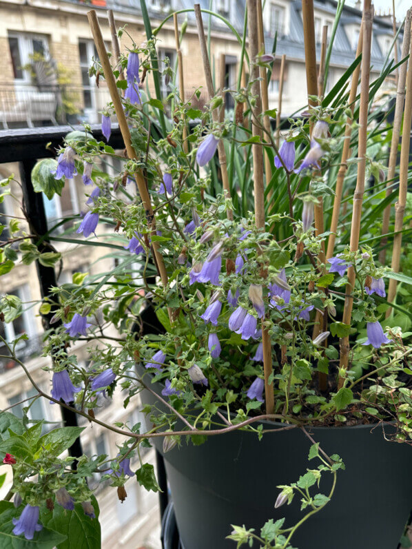 Symphyandra (= Campanula) zanzegura au printemps sur mon balcon parisien, Paris 19e (75)