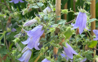 Symphyandra (= Campanula) zanzegura au printemps sur mon balcon parisien, Paris 19e (75)