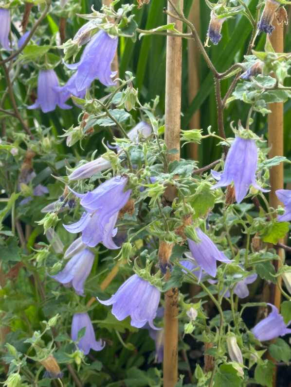 Symphyandra (= Campanula) zanzegura au printemps sur mon balcon parisien, Paris 19e (75)