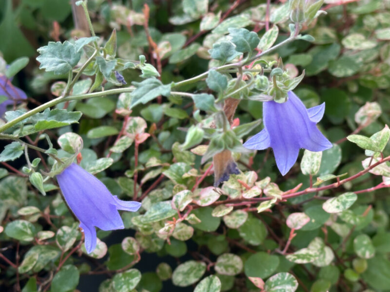 Symphyandra (= Campanula) zanzegur au printemps sur mon balcon parisien, Paris 19e (75)