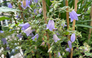 Symphyandra (= Campanula) zanzegura au printemps sur mon balcon parisien, Paris 19e (75)