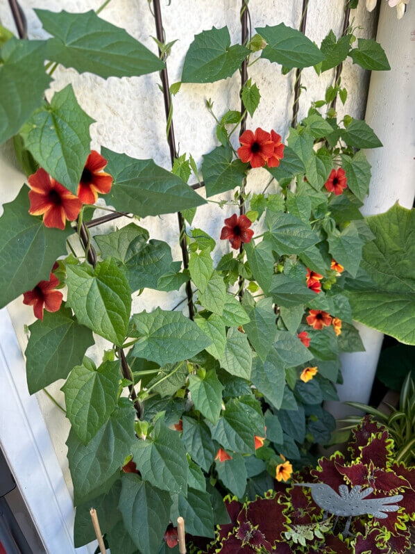 Thunbergia alata 'Tangerine Slice' au début de l'été sur mon balcon parisien, Paris 19e (75)